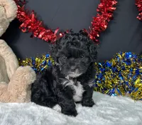 Millie, a female Maltipoo for sale in Plainville, IN – 3 of 7