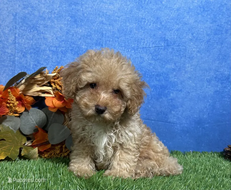 Cooper, a male Poodle - Miniature  for sale in Plainville, IN – 1 of 7