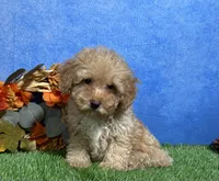 Cooper, a male Poodle - Miniature  for sale in Plainville, IN – 1 of 7