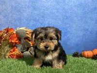 Milo, a male Yorkshire Terrier for sale in Plainville, IN – 5 of 7