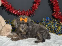Pluto, a male Poodle - Miniature  for sale in Plainville, IN – 4 of 8