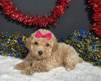 Maddie, a female Poodle - Miniature  for sale in Plainville, IN – 7 of 9