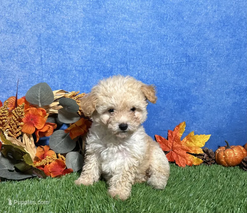 Holly – Maltipoo puppy for sale in Plainville, IN