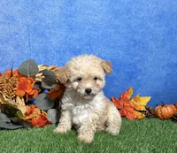 Holly, a female Maltipoo for sale in Plainville, IN – 1 of 6