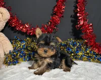 Nugget, a male Yorkshire Terrier for sale in Plainville, IN – 5 of 6