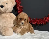 Maggie, a female Poodle - Toy  for sale in Plainville, IN – 4 of 5