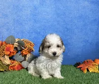 Roscoe, a male Maltipoo for sale in Plainville, IN – 5 of 5