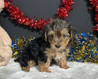 Rosie, a female Yorkipoo for sale in Plainville, IN – 6 of 8