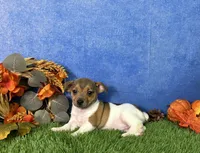 Sage, a female Rat Terrier for sale in Plainville, IN – 4 of 5