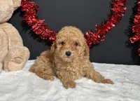 Turner, a male Poodle - Toy  for sale in Plainville, IN – 5 of 7