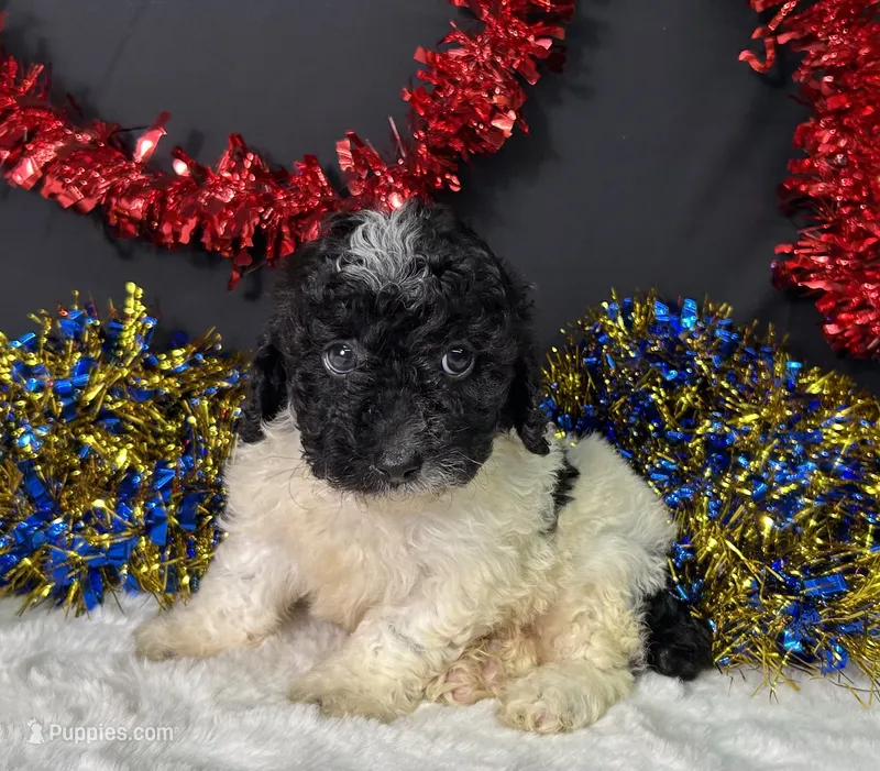 Tyson – Poodle - Miniature  puppy for sale in Plainville, IN