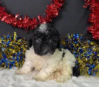Tyson, a male Poodle - Miniature  for sale in Plainville, IN – 1 of 3