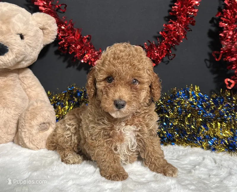 Kathy – Poodle - Miniature  puppy for sale in Plainville, IN