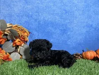Chloe, a female Poodle - Toy  for sale in Plainville, IN – 6 of 6