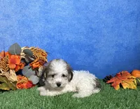 Roscoe, a male Maltipoo for sale in Plainville, IN – 4 of 5