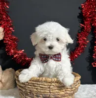 Isla, a female Maltese for sale in Plainville, IN – 5 of 7
