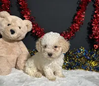 Biscuit, a male Poodle - Miniature  for sale in Plainville, IN – 4 of 5
