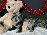 Ricky, a male Poodle - Miniature  for sale in Plainville, IN – 2 of 5