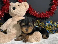 Spike, a male Yorkshire Terrier for sale in Plainville, IN – 3 of 6