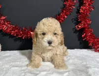 Buster, a male Poodle - Miniature  for sale in Plainville, IN – 2 of 8