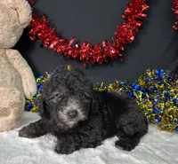 Evan, a male Poodle - Miniature  for sale in Plainville, IN – 3 of 5
