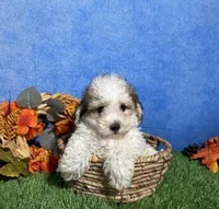 Roscoe, a male Maltipoo for sale in Plainville, IN – 2 of 5