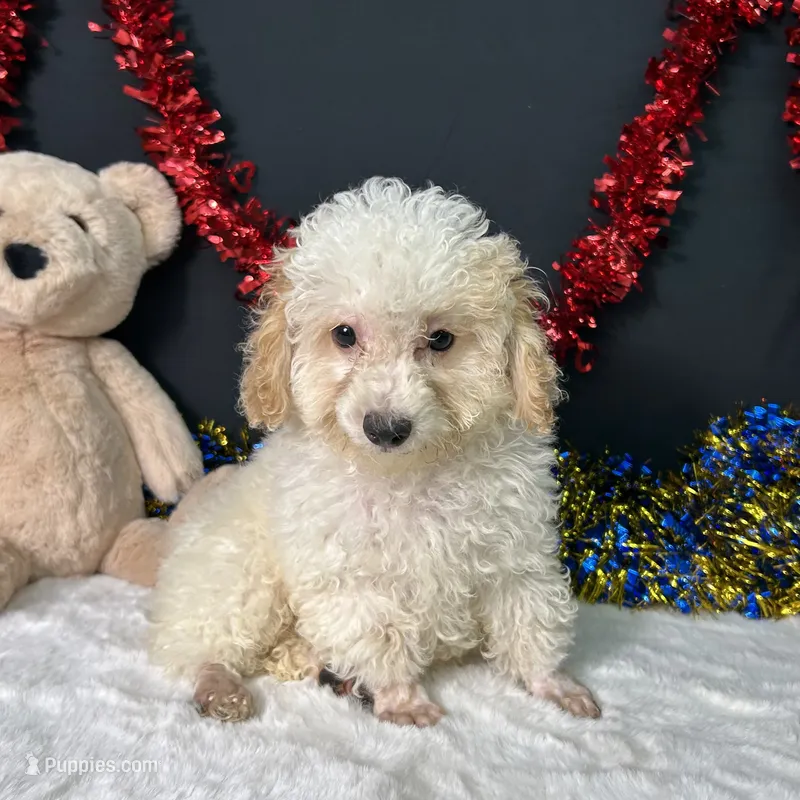 Biscuit – Poodle - Toy  puppy for sale in Plainville, IN