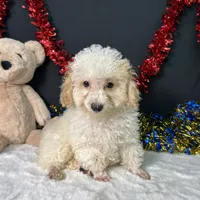 Biscuit, a male Poodle - Toy  for sale in Plainville, IN – 1 of 7