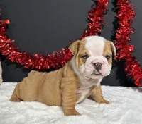 Violet, a female English Bulldog for sale in Plainville, IN – 2 of 7