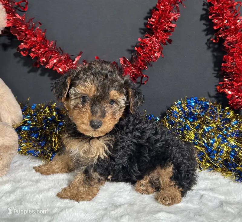 Bandit – Yorkipoo puppy for sale in Plainville, IN