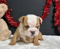 Violet, a female English Bulldog for sale in Plainville, IN – 7 of 7