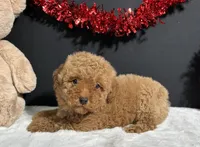 Marlo, a male Poodle - Miniature  for sale in Plainville, IN – Photo 4 of 4