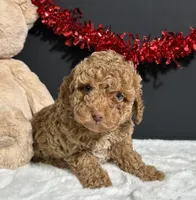 Rosie, a female Poodle - Miniature  for sale in Plainville, IN – Photo 5 of 6
