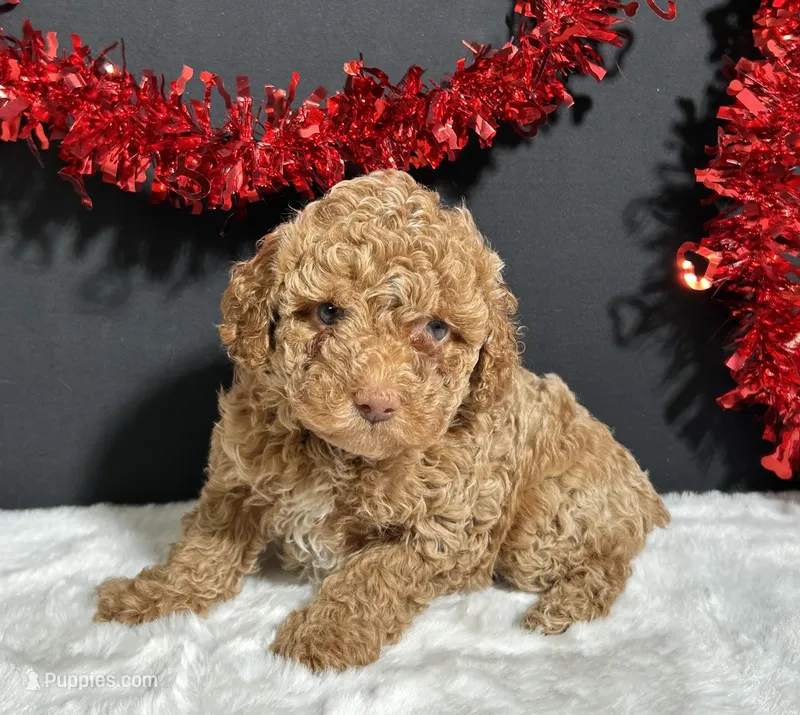 Rosie – Poodle - Miniature  puppy for sale in Plainville, IN