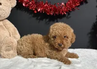 Marlo, a male Poodle - Miniature  for sale in Plainville, IN – Photo 3 of 4