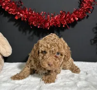 Rosie, a female Poodle - Miniature  for sale in Plainville, IN – Photo 2 of 6