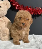Marlo, a male Poodle - Miniature  for sale in Plainville, IN – Photo 2 of 4