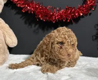 Rosie, a female Poodle - Miniature  for sale in Plainville, IN – Photo 3 of 6