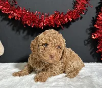Rosie, a female Poodle - Miniature  for sale in Plainville, IN – Photo 6 of 6