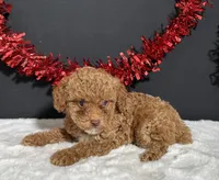 Sassy, a female Poodle - Toy  for sale in Plainville, IN – 2 of 6