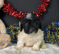 Tyson, a male Poodle - Miniature  for sale in Plainville, IN – 2 of 3