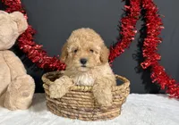 Samantha, a female Poodle - Miniature  for sale in Plainville, IN – 5 of 7