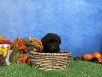 Tulip, a female Yorkipoo for sale in Plainville, IN – 4 of 8