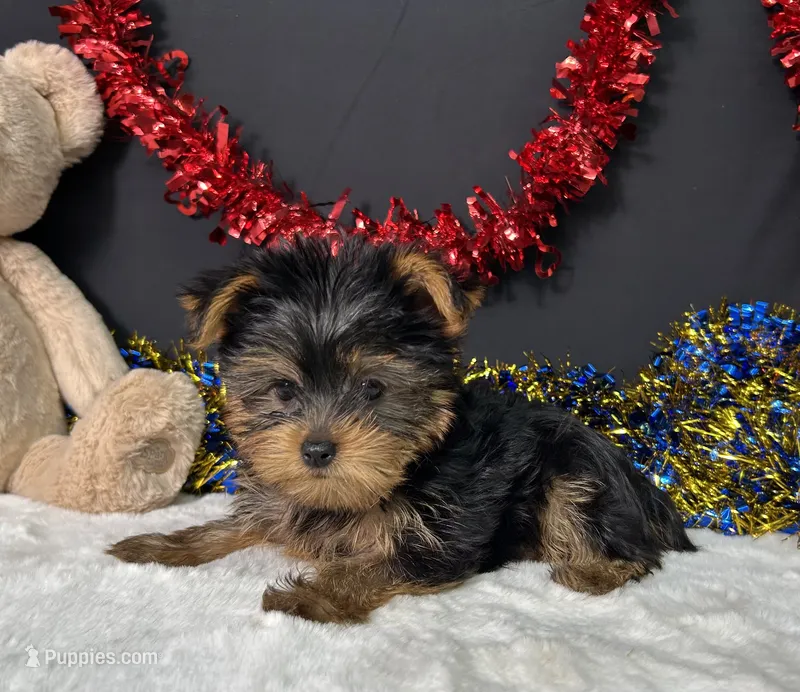 Spike – Yorkshire Terrier puppy for sale in Plainville, IN