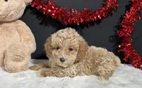 Addie, a female Poodle - Toy  for sale in Plainville, IN – Photo 2 of 6