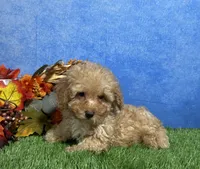 Cooper, a male Poodle - Miniature  for sale in Plainville, IN – 6 of 7