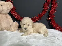 Cynthia , a female Poodle - Miniature  for sale in Plainville, IN – 3 of 3