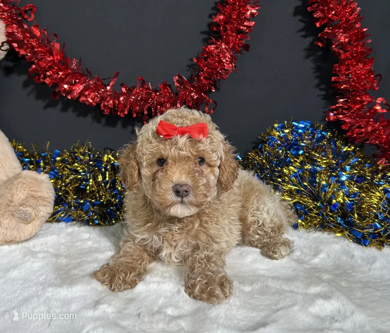Maverick  – Poodle - Miniature  puppy for sale in Plainville, IN