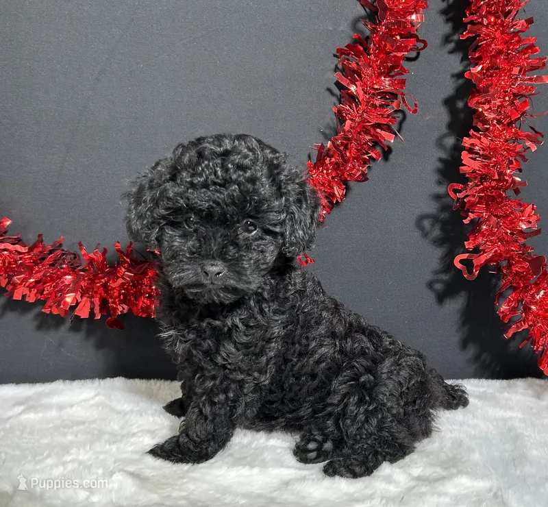 Claire – Poodle - Toy  puppy for sale in Plainville, IN