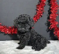 Claire, a female Poodle - Toy  for sale in Plainville, IN – 1 of 8